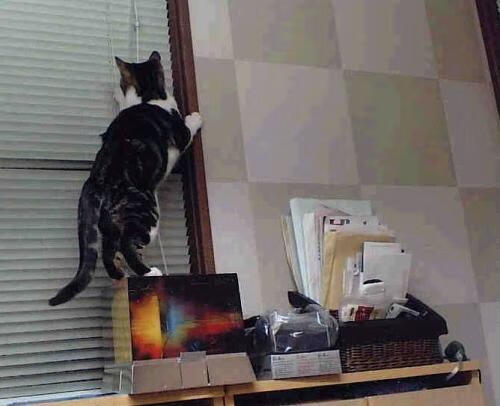 CBA联盟推动俱乐部文化与地方融合发展,cba联盟组织架构